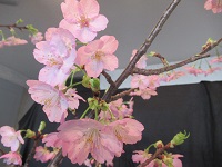 川津桜が見ごろです。