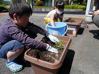 なえ植え