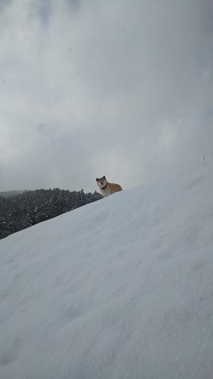 犬の画像