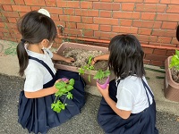 苗植えの様子