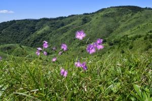 雲月山とナデシコ