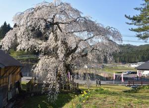 地久院の枝垂桜