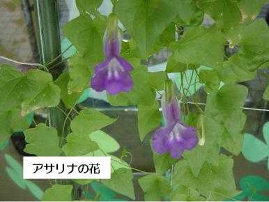 アサリナの花