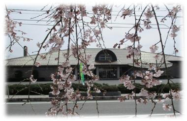 桜図書館側