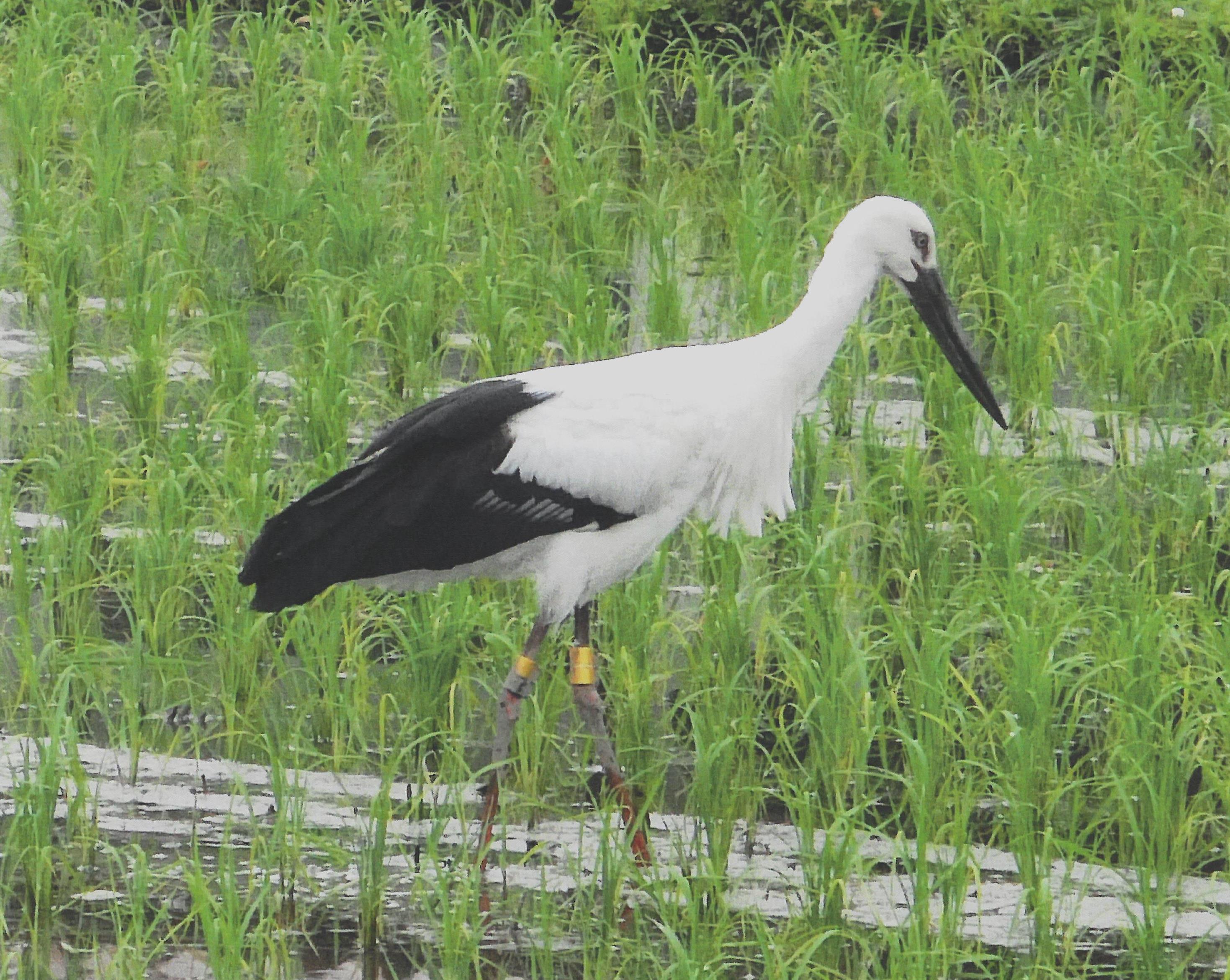 町内に飛来した雌のコウノトリ