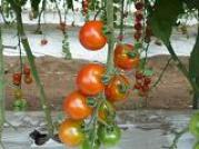 ミニトマトの畑の写真