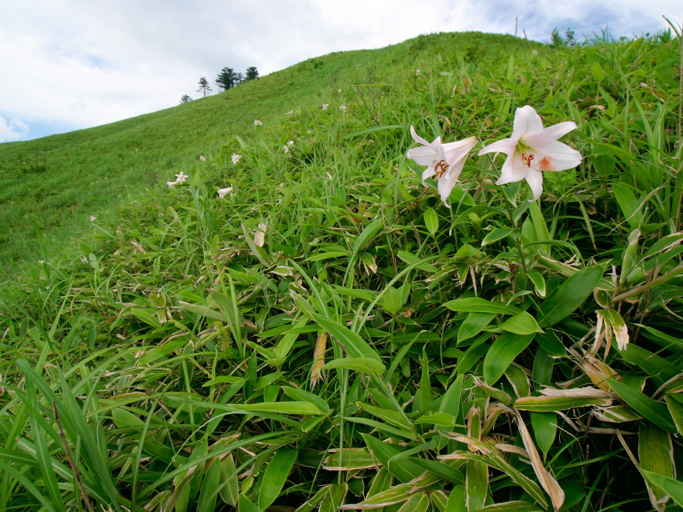 【生き物と環境を守る森：04-03土橋字雲月山　草原に咲くササユリ】