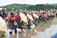 壬生の花田植2