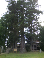 熊野新宮神社の大スギ