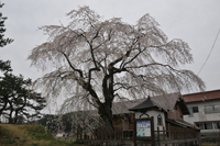 宮地のシダレザクラ