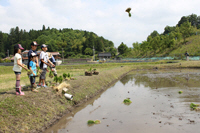 田植え1