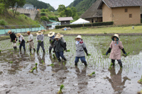 田植え4