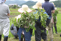 除草の準備