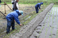 田植え7