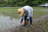 田植え8