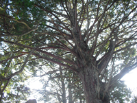 Japanese cypress of Yasaka Shrine