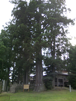 Japanese cedar of Kumano Shingu Shrine