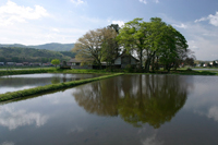 Forest of Yahata Otoshi Shrine