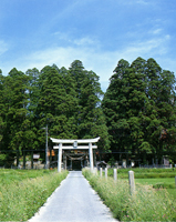 Forest of Kameyama Hachiman Shrine