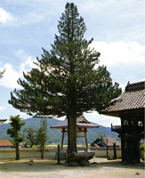 Koyamaki of Nakaso