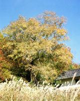 Elm of Tsuchihashi