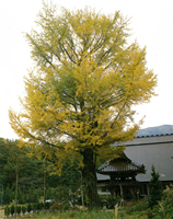 Ginkgo of Sayooto