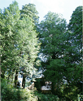 Japanese cypress of Kobara