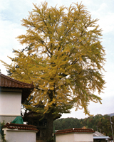 Ginkgo of Mizoguchi