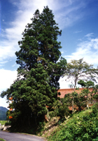 Sawara cypress of Oda