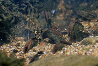 Freshwater pearl mussels