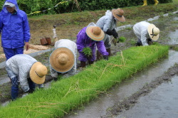 Rice Cultivation and Hana Taue