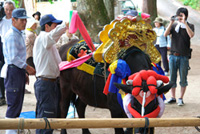 Adornment of cows