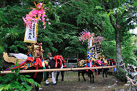 Kazari-ushi(Decorated cows)
