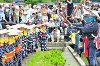 Sanbai(Rice seedlings from nursery to bundling)