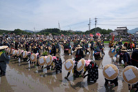 Taue (Planting rice seedlings)