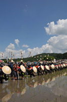 Taue (Planting rice seedlings)