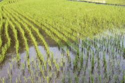 田園風景