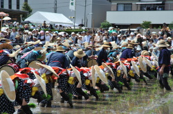 花田植