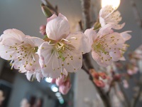 薄桃色の桜に春を感じます。