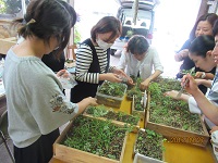 多肉植物を選んでいる様子