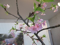 河津桜